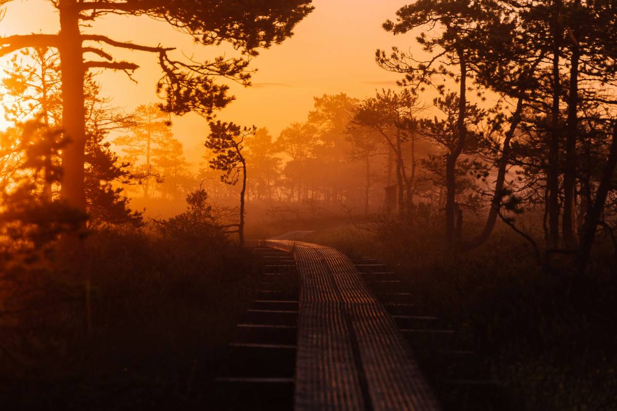 Light shining on a dark path.